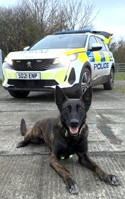 When a person was reported missing in Fife this week, PD Scout and handler were quick on scene. The team got to work, and thankfully traced the person, safe and well. #PD Scout #Whatagoodgirl #ShoutoutforScout #Dreamteam