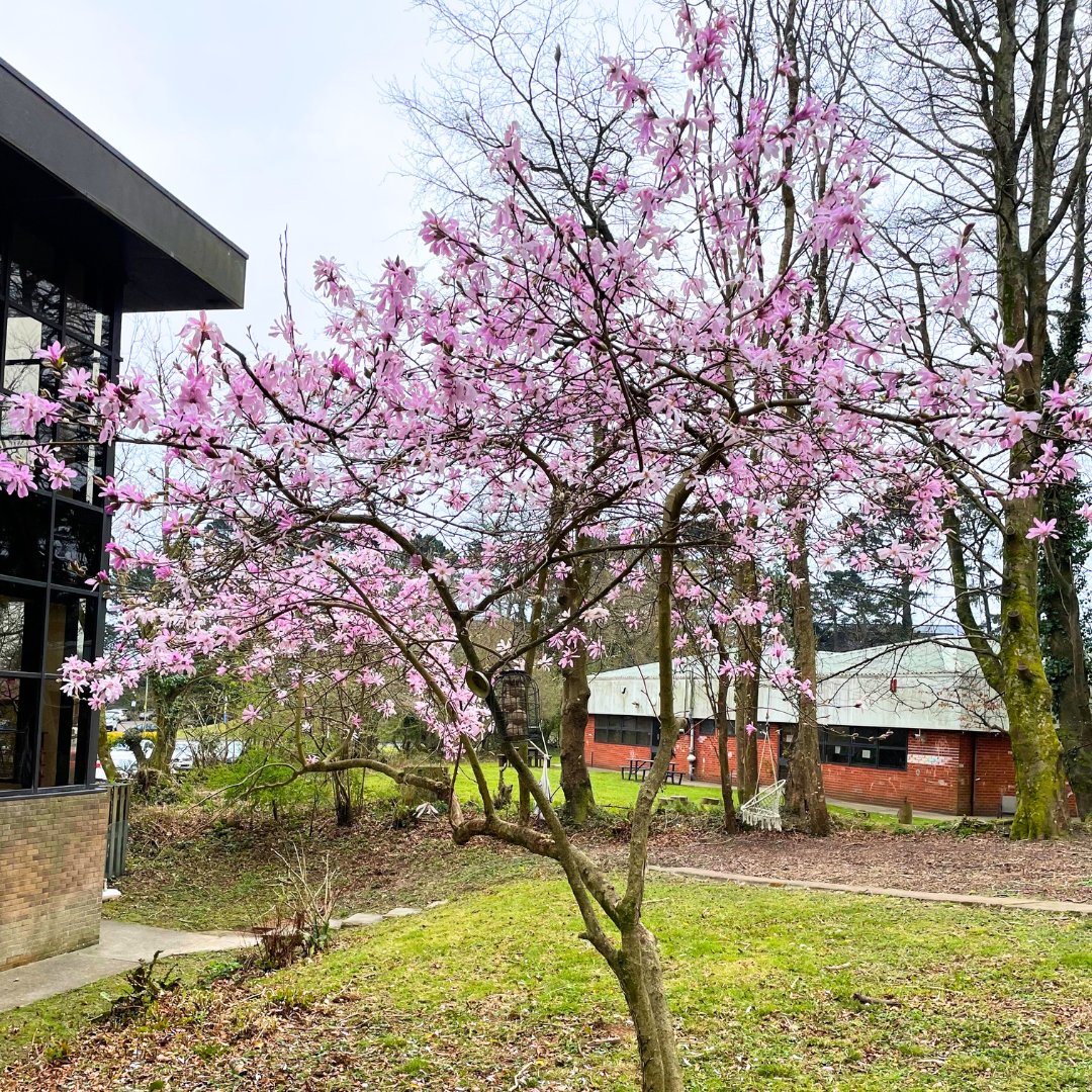 Venaspace's tweet photo. Spring has sprung a little at Venaspace Plymouth, The Apex! Our tiny garden is blooming. 🌷🌱

#VenaspacePlymouth #OfficeGarden #SpringVibes https://t.co/J2VY9PjDhJ