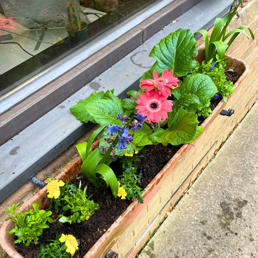 Venaspace's tweet photo. Spring has sprung a little at Venaspace Plymouth, The Apex! Our tiny garden is blooming. 🌷🌱

#VenaspacePlymouth #OfficeGarden #SpringVibes https://t.co/J2VY9PjDhJ