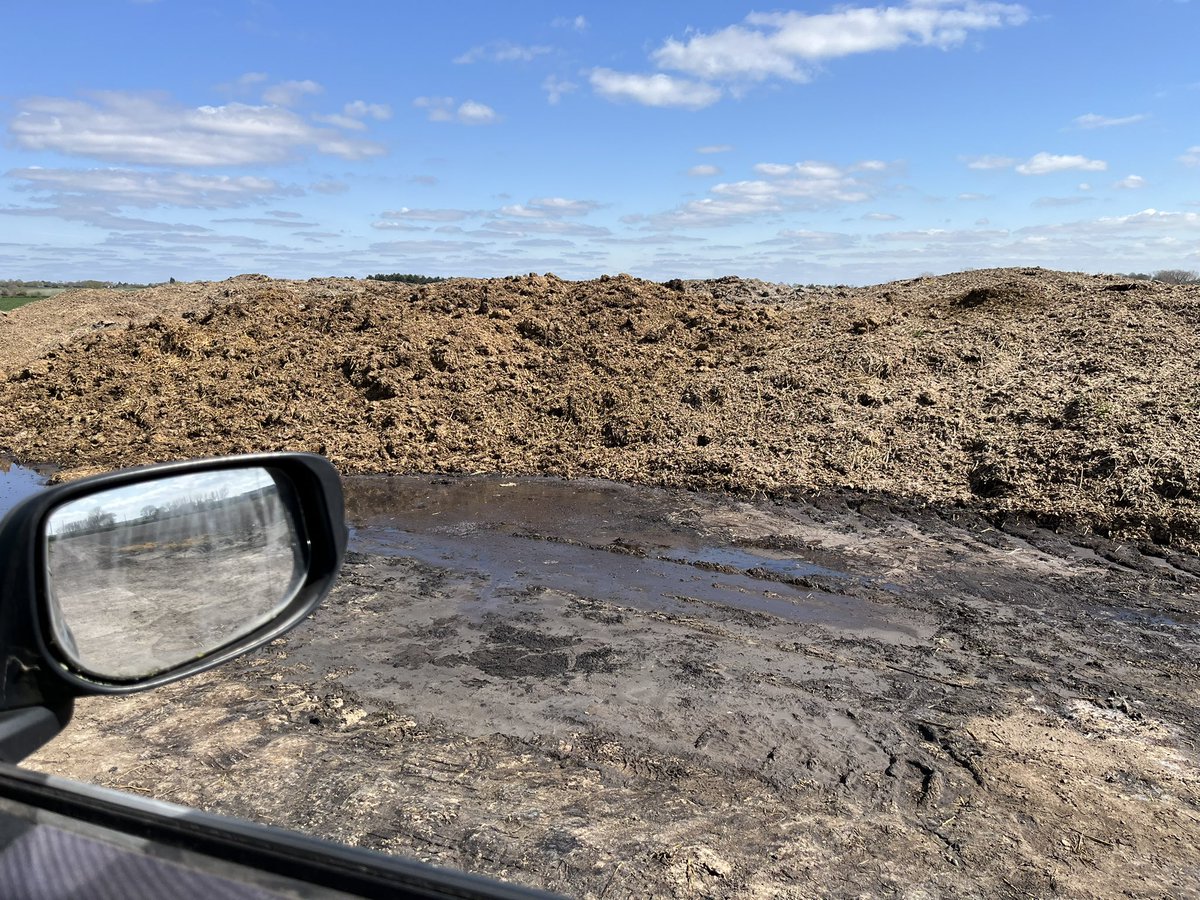 Four superb male Yellow Wagtails, male Pied Wag, Meadow Pipit and 2 male &amp; female R/Buntngs watched from car at 2nd Ashwell/Eyeworth Road dung heap😊
<a href="/Hertsbirds/">Herts Bird News</a>