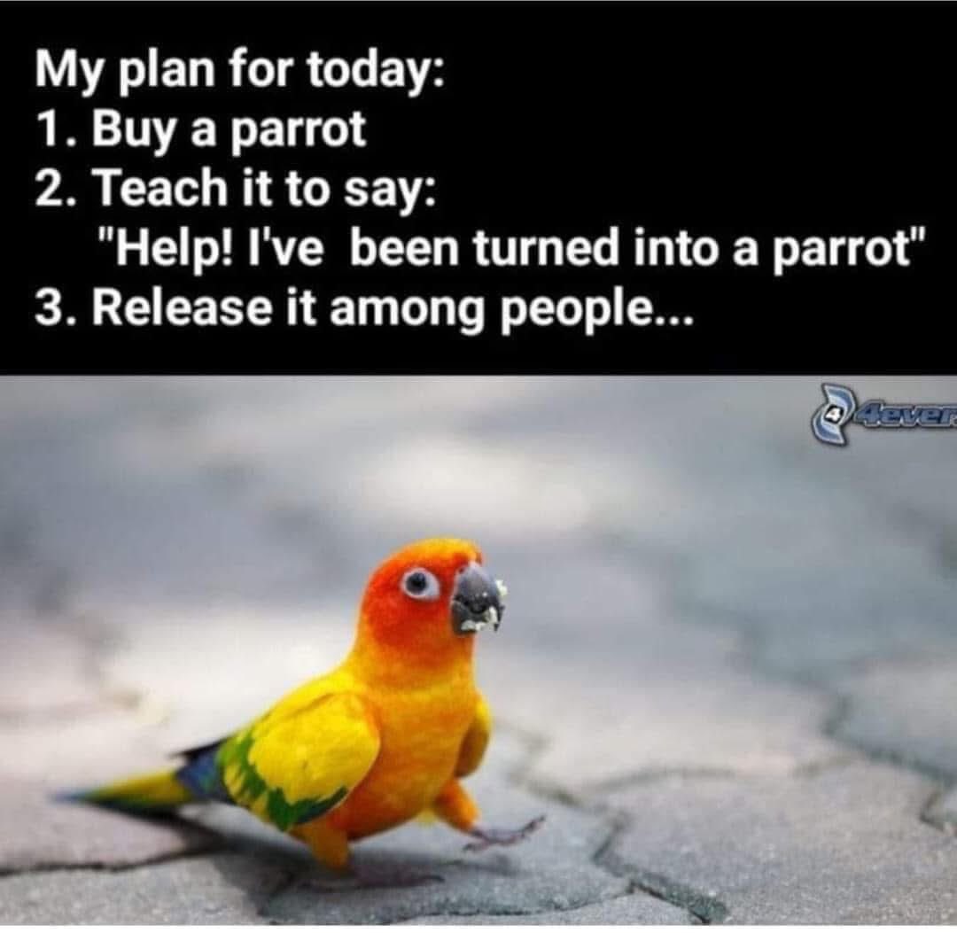 CoffeyHugh's tweet photo. Good morning 🦜
Have a wonderful Wednesday
#gm #parrots #coffeysportscollectibles
#wonderful #wednesdayvibes
#April9th https://t.co/yRn5YgkGbx