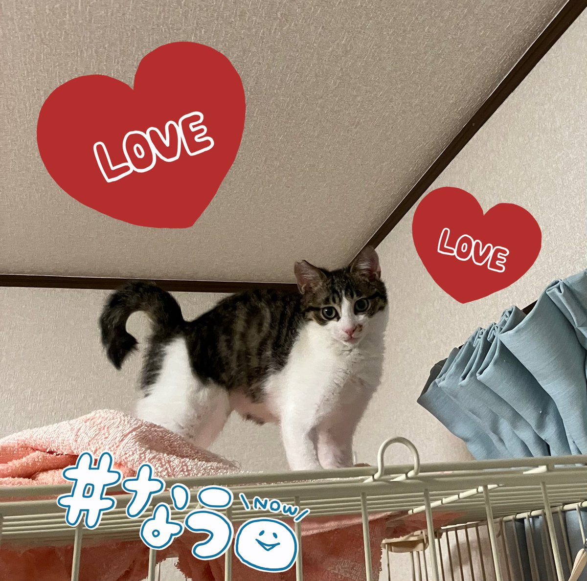 SeikoRRRR's tweet photo. さもんの成長🌟
いちだんと猫らしく
美しくなっていくさもん🌟
#ちゃまの家
#保護猫
#かわいい
#歌舞伎
#短足
#仔猫 https://t.co/Auf9AK5Rhz
