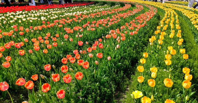 万博記念公園までサイクリング平日でも花の周りは人がいっぱいでした