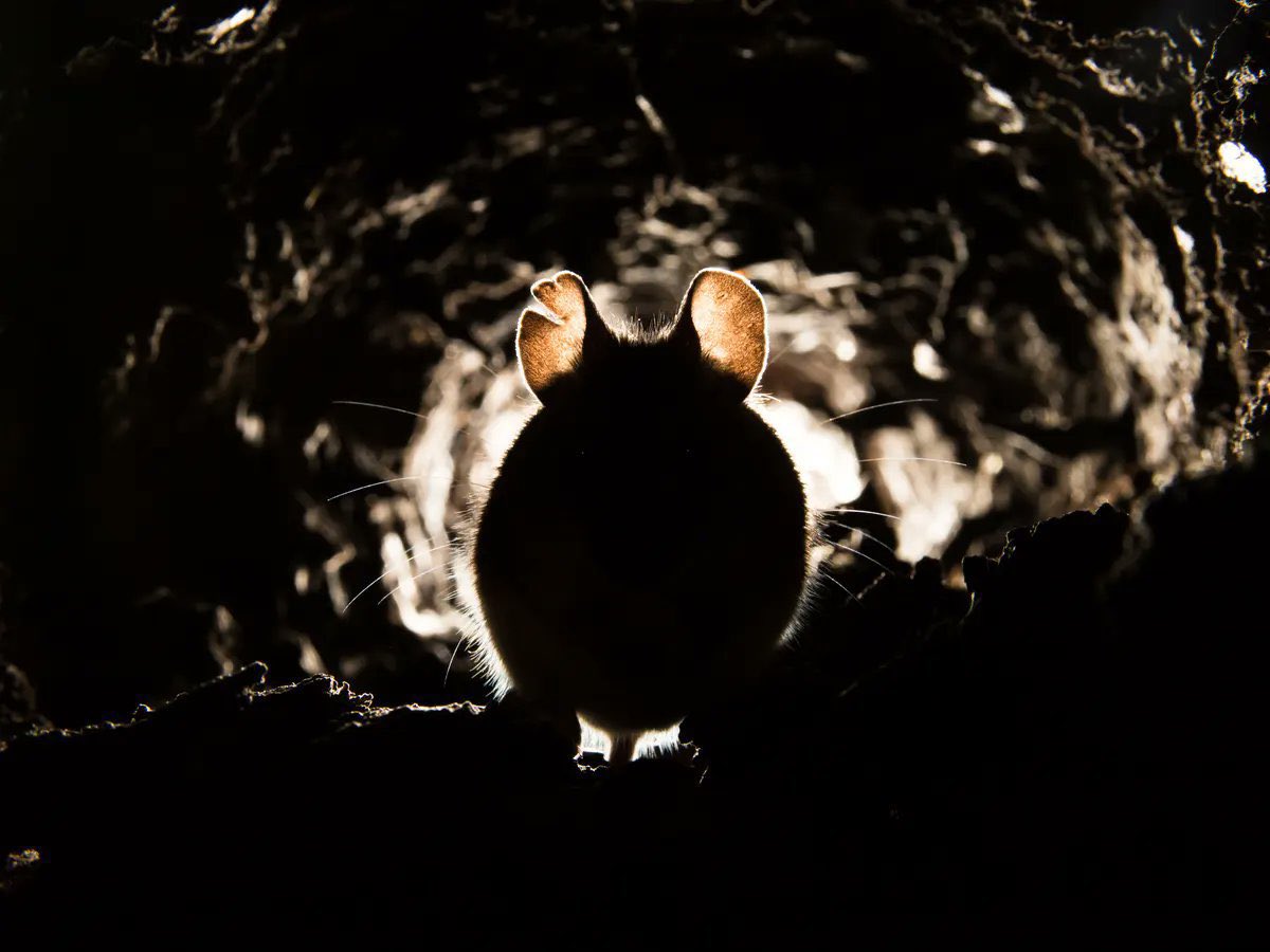 The little Mouse's back and ears hurt &amp; she couldn't stop shaking. It was difficult to walk, there was something wrong with her foot. The night was scathe-fire, red as hell. Her home, an empty can of Foul Mudammas, was gone. What she saw, what she heard, were ragged swords,