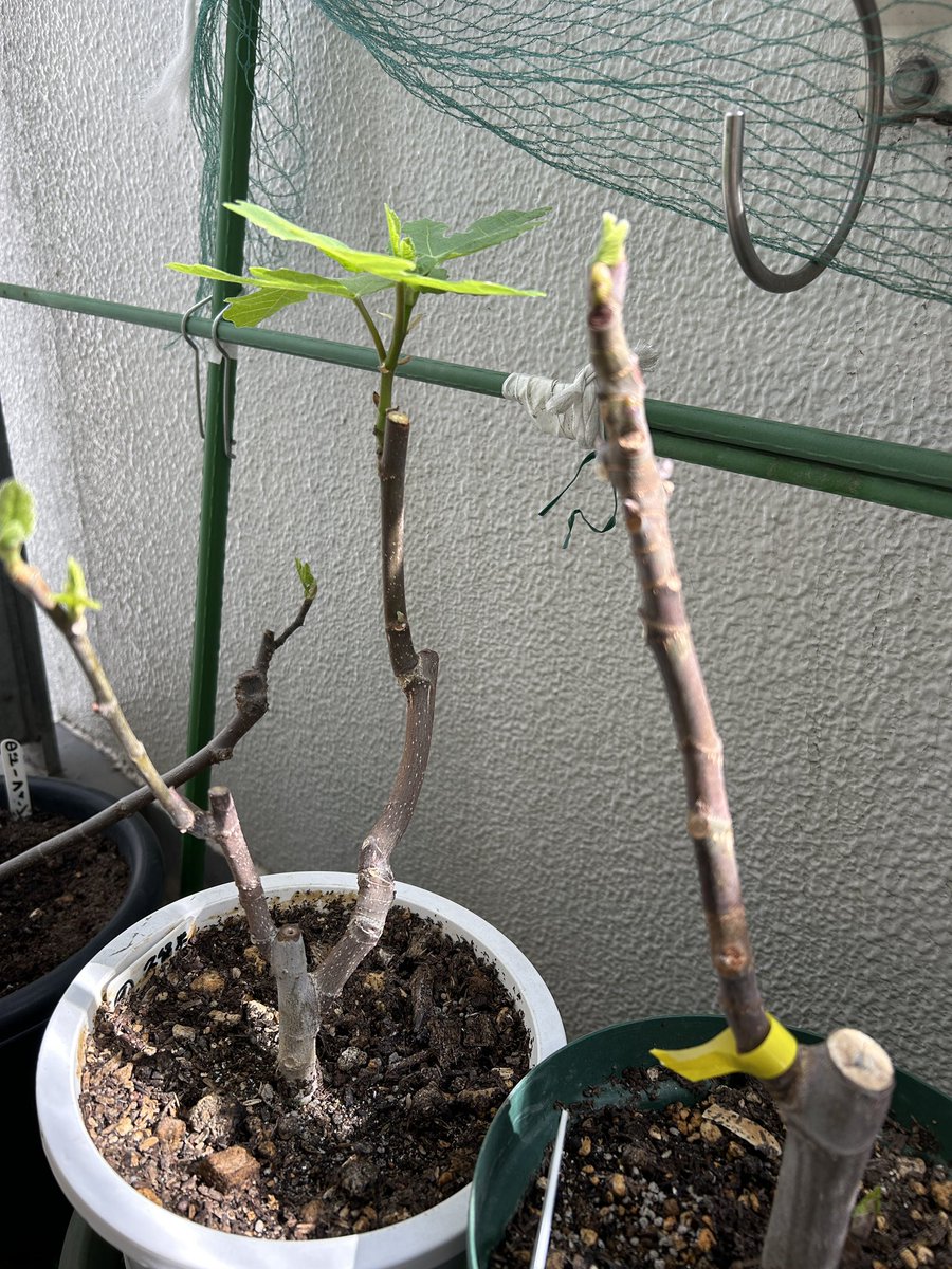 tomorow55's tweet photo. 発根確認😊 https://t.co/KMA4B4KlGX