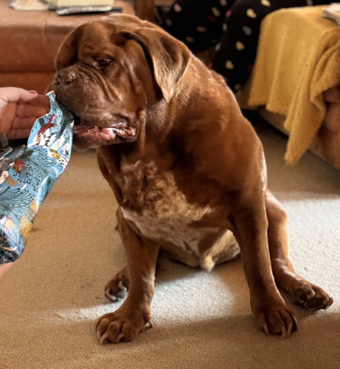 stuleg22's tweet photo. @SarahChampion This is Mungo - aka Bungle, Mungo bear, Mungo Gerry or The Ginger Bulldozer https://t.co/1sUZylshb4