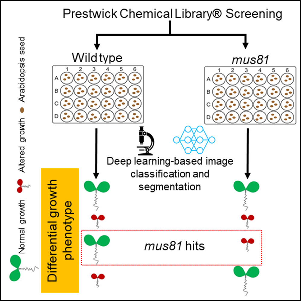 AgriExperts's tweet image. The identification of chemical compounds regulating plant growth in a genetic context can greatly enhance our understanding of biological mechanisms.

#genetic #genotype #phenotypes  #Prestwick  #NeuralNetworks 
cell.com/iscience/fullt…