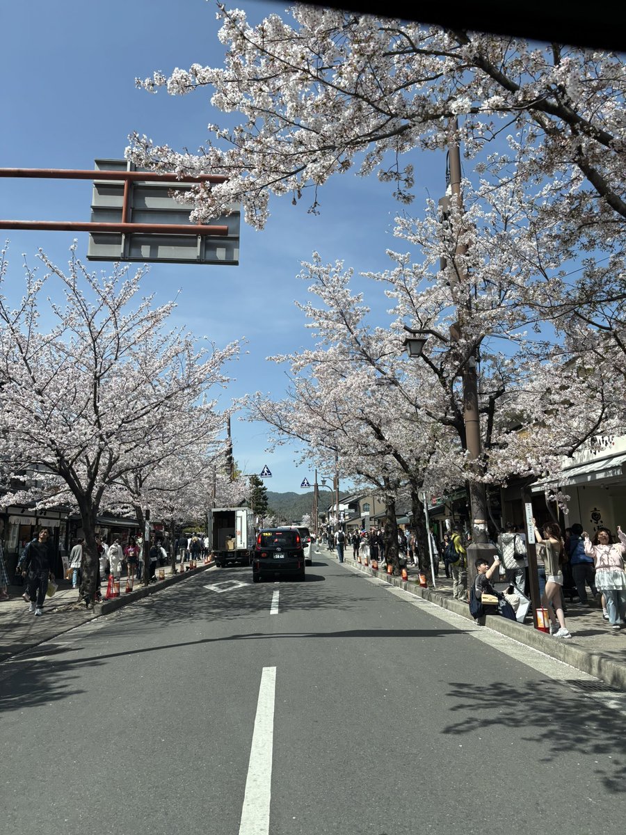 hashimotogyosyo's tweet photo. 桜と外国人の京都嵐山 https://t.co/LjkGmwY3Qy