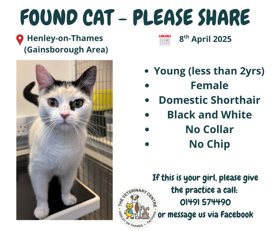 henleyvets's tweet photo. 📢 FOUND CAT, PLEASE SHARE 💚

#lostandfoundpets #foundcat #lostcat #RG9 #henleyonthames #lostandfound #straycat https://t.co/uwypp7NGJ5