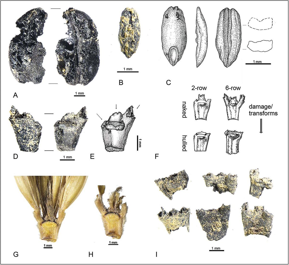 Archaeobotanical remains from the c. 3500 BP cemetery of Gepa serul in Tibet. Despite being almost 4000m above sea level, farmers were still able to grow crops here, and new research shows how the plants adapted to the harsh conditions.

(£) doi.org/10.15184/aqy.2…