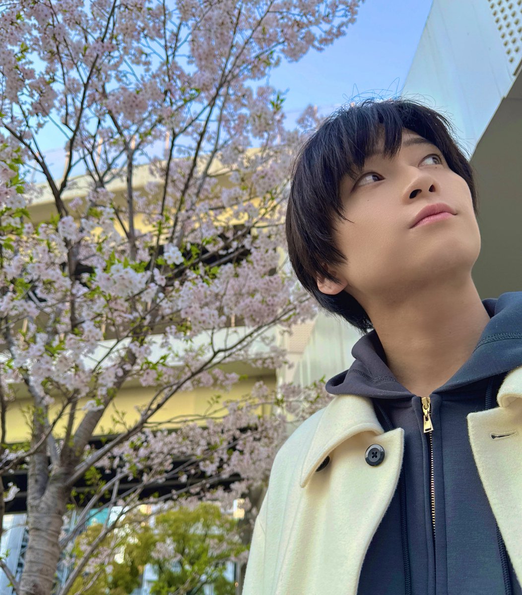 先日、荒牧慶彦とスケジュールの確認をしていたところ
「チェリまほで凌の安達が可愛くて仕方ない」と話し、今後の仕事への考えを説明してくれたあとに「忘却バッテリーでのパイ毛の演技プランもいくつかある」と決め顔で言われて堪えることができませんでした。
言った後の桜と荒牧の写真です。