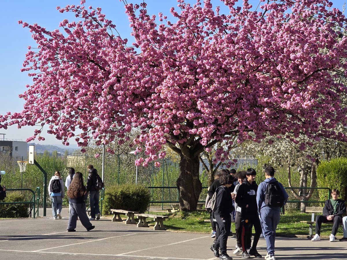 SKadimaMutombo's tweet photo. College E.Lambert Villers St Paul.
Élèves de 3e et 4e volontaires pour commencer les vacances par du soutien, des révisions DNB, des devoirs faits....sous un beau soleil... @DSDEN60 @AcAmiens @PMoyarecteur https://t.co/aehTlr7A8k