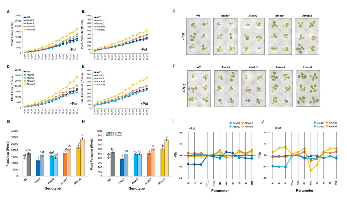 Physiologia Plantarum (@pplplantarum) on Twitter photo Understanding Put regulatory role for a more effective agricultural practice: What is the Put priming effect on Arabidopsis mutant lines impaired in Put under salinity?
<a href="/olophen/">Olophen</a> <a href="/CatrinUP/">Czech Advanced Technology and Research Institute</a> <a href="/carlos_aucique/">Carlos E. Aucique-Perez</a> <a href="/NuriaDeDiego5/">Nuria De Diego</a>
Read more bit.ly/43YLK20 Understanding Put regulatory role for a more effective agricultural practice: What is the Put priming effect on Arabidopsis mutant lines impaired in Put under salinity?
<a href="/olophen/">Olophen</a> <a href="/CatrinUP/">Czech Advanced Technology and Research Institute</a> <a href="/carlos_aucique/">Carlos E. Aucique-Perez</a> <a href="/NuriaDeDiego5/">Nuria De Diego</a>
Read more bit.ly/43YLK20