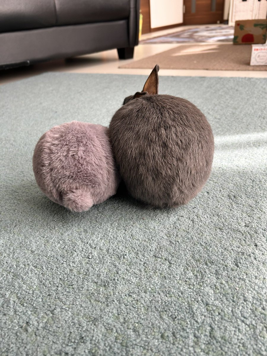 bonbon_724's tweet photo. どっちがボクでしょう〜！
#うさぎのいる暮らし https://t.co/EdbM04Amd0
