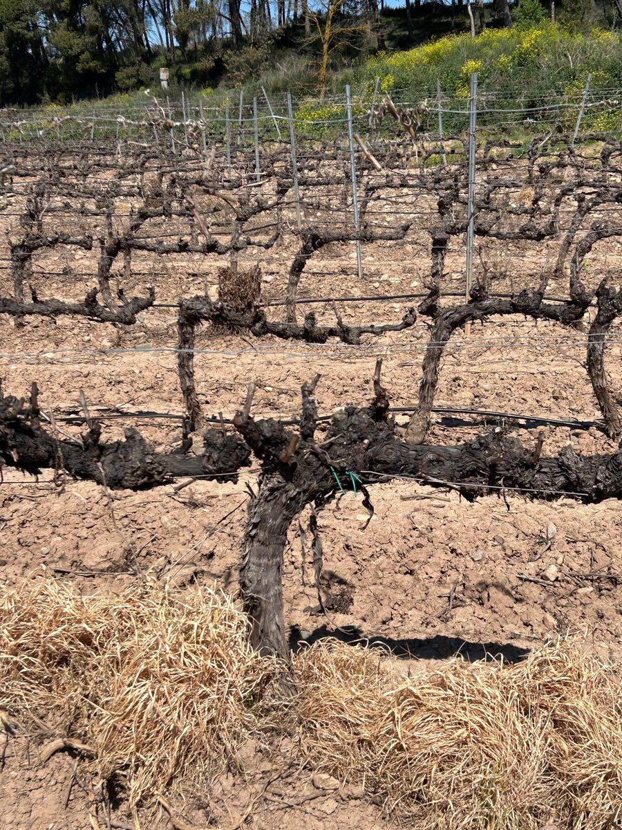 CachetWine's tweet photo. Thank you to Rioja Vega for a lovely visit!
 
Amazingly, Tempranillo bud-burst was already visible - around 2-weeks earlier than ‘normal’ 🍇 https://t.co/tCXMexnYdg