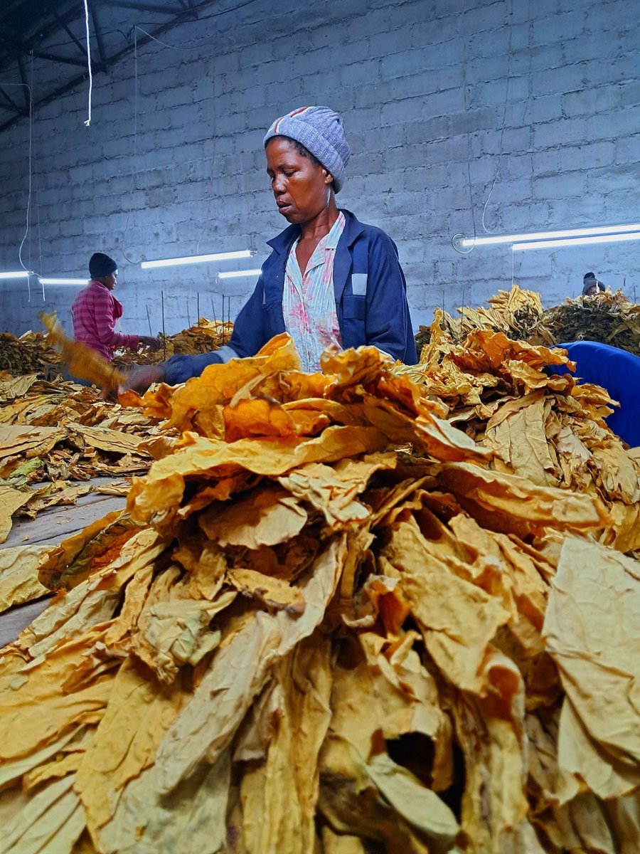 timb_zw's tweet photo. All tobacco growers should be paid within 2 days of sales completion as per S.I. 77 of 2022. 💰✅ If you are not paid within this timeframe, report to TIMB for assistance and ensure your rights are protected. 📞🚜 Your hard work deserves to be rewarded promptly! 

#TIMB #TobaccoGrowers #FairPayment #KnowYourRights