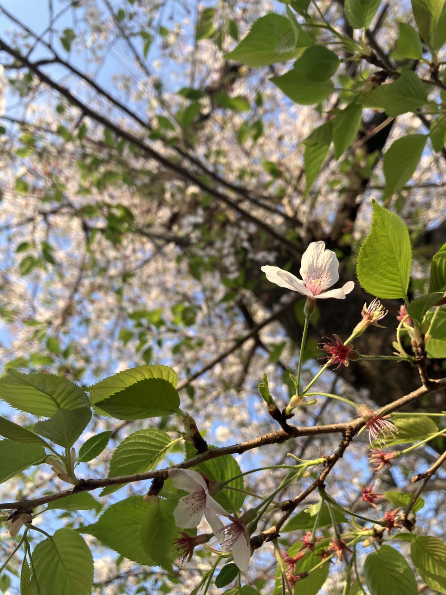 rembutton's tweet photo. 桜、やめたってよ。
#桜散ってて草
#今は葉で勝負してます
#満開だった頃を知らない人へ
#花びら残業しすぎ
#葉っぱが本気出してきた https://t.co/3x7kcDpvxQ