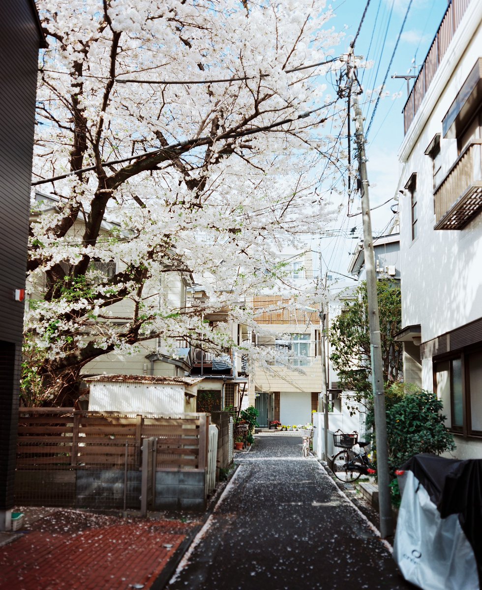 makina67 ——sakura

#写真