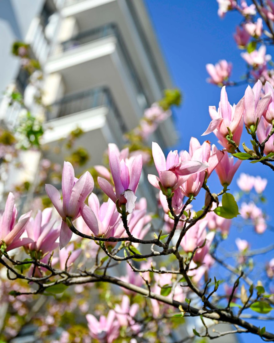 villedesuresnes's tweet photo. C'est le printemps à Suresnes 🌷 Venez profiter des espaces verts de la Ville pour contempler les massifs fleuris et apprécier la douceur printanière. ☀

Un grand merci à nos jardiniers pour leur magnifique travail 🌻 https://t.co/p8JPl9j5mQ