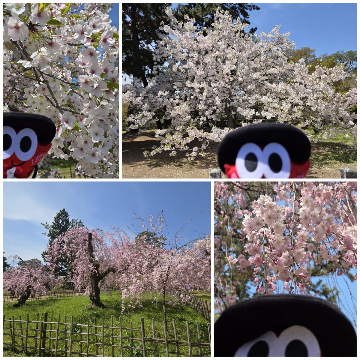 0914_acoco's tweet photo. 🌸全国からNissyへ春をお届け📣🌸

#Nissy_Re10th 全力で完走したNissyへ全国から桜のプレゼント🎁
#Nissy_NBC 
#Nissy_Re10th最高の到達点をありがとう
#Nissyに私達から春のお知らせ
#各地の桜🌸京都御苑🌸
#NissyへLippy_Rujju_桜

@NissyStaff https://t.co/ldSp8mbiVO