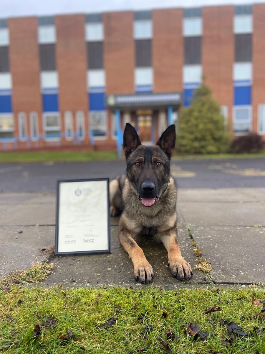 PSOSFife's tweet photo. PD Xander is enjoying well deserved days off after finding a vulnerable missing person in Fife this week. Well done Xander and handler - the person you found is now getting the help that they need. #PDXander #Thankyou #Bestboy #Supersniffer https://t.co/sfIAbiqqIe