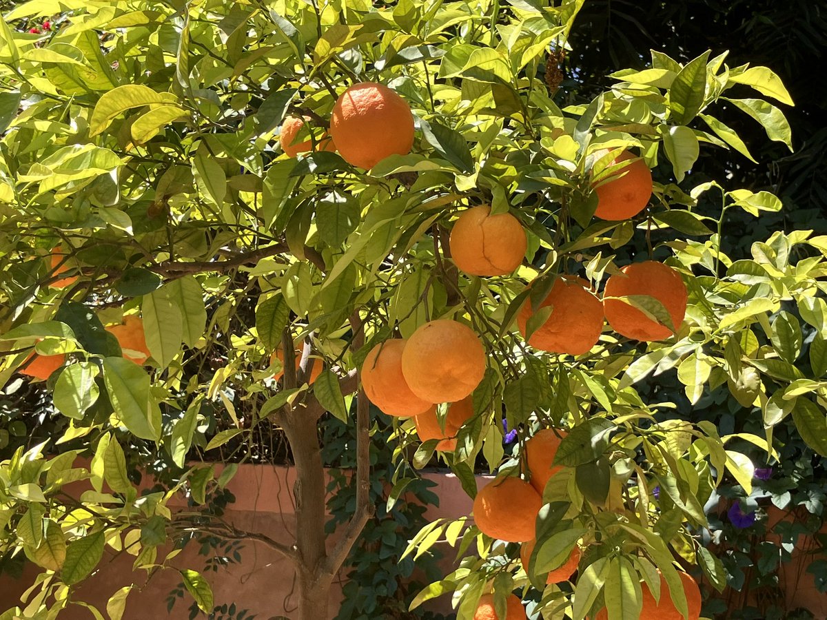 Maxine is now at maxinefrances.bsky.social tweet media