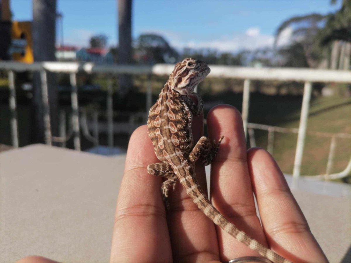 smol_potat_uwu's tweet photo. Name suggestions for this lil dragon 😔 https://t.co/TSq2Kh1rfZ