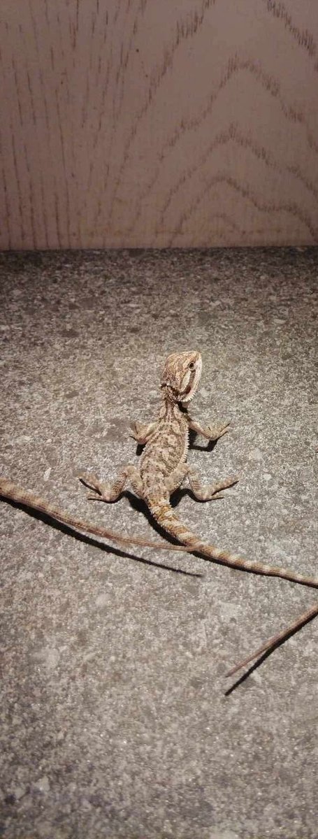 smol_potat_uwu's tweet photo. Name suggestions for this lil dragon 😔 https://t.co/TSq2Kh1rfZ