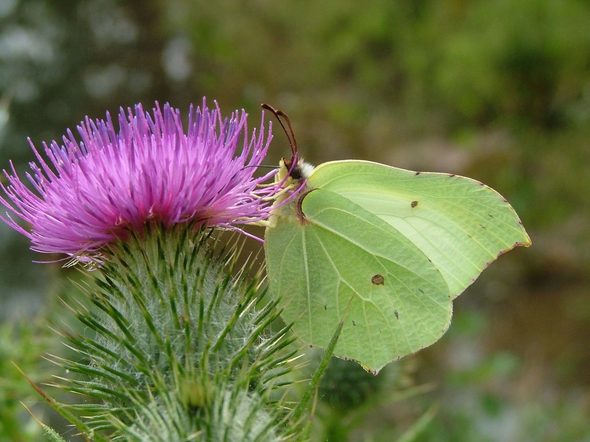 Brimstone butterflies fly throughout the year, but they hibernate in the coldest weather and are most common in spring. These beautiful, large yellow-green butterflies love Buckthorn and Alder Buckthorn.

📷 Rob Parry