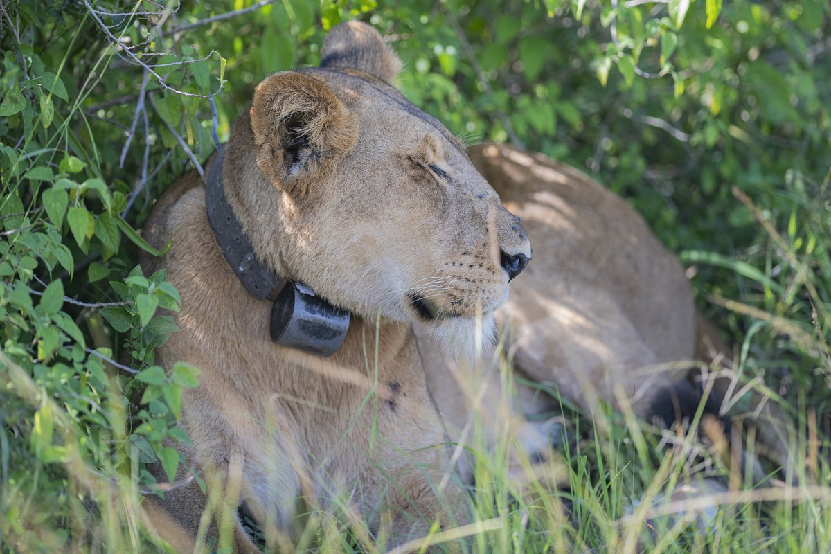 yaneta_safaris's tweet photo. Get closer to the wild with #yanetasafaris . Track lions alongside expert guides, learn about conservation efforts, and immerse yourself in the heart of Africa’s wilderness.
Book your adventure now and discover the thrill of lion tracking. #yanetasafaris
#liontracking https://t.co/ilCpsH5NQI