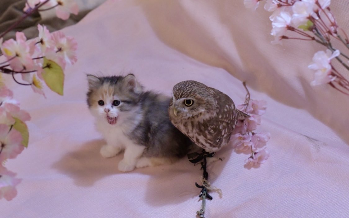 お花見お出かけ🐈🦉
