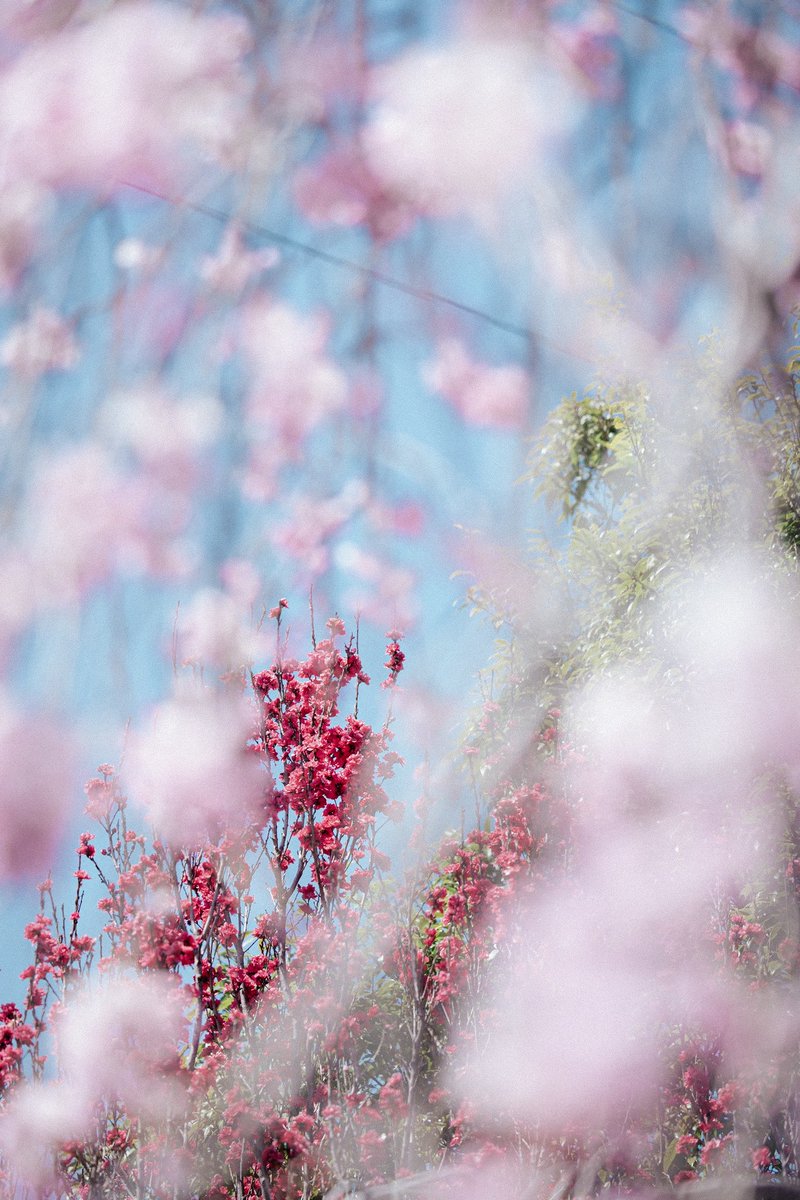 今年撮ってきた桜を見て欲しい🌸

やっと桜をしっかりと取れた2025年

ふわふわの桜も綺麗だし少しシックな桜もまた綺麗