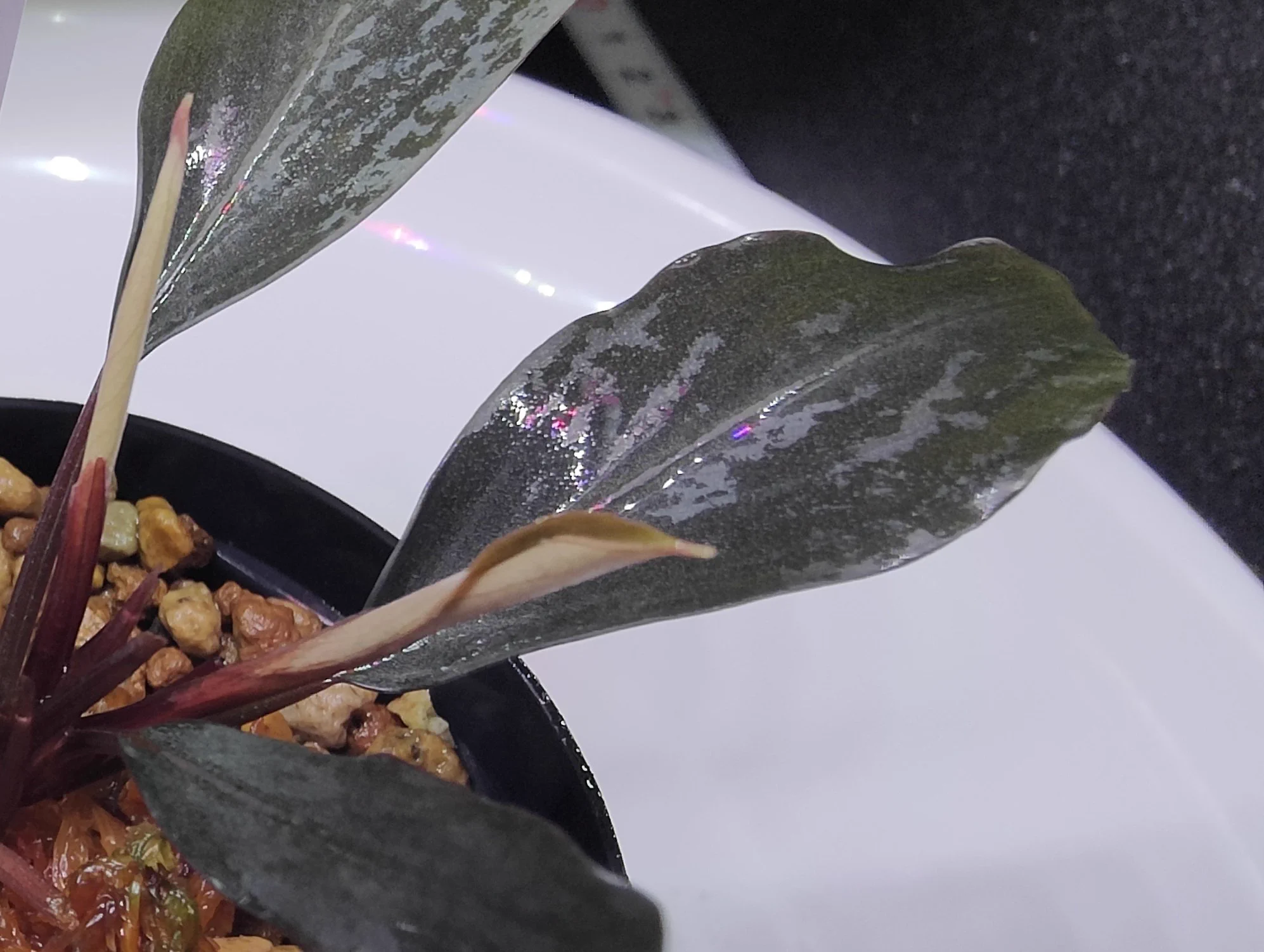 Bucephalandra sp. “Silver gray” 【水の国】 キボーデコ on X: 