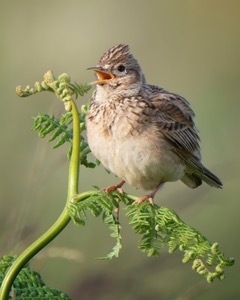 Teddington_Town tweet media