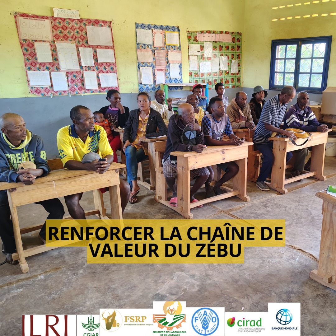 LMP_Madagascar's tweet photo. 🐂 Le Plan Directeur du Secteur Élevage avance !
Des échanges riches ont eu lieu à Antananarivo autour de la chaîne de valeur du zébu 🐃, avec interviews des bouchers de Mahamasina pour mieux cerner les réalités du terrain. 

#Élevage #Madagascar https://t.co/ZyRhbiiGfy