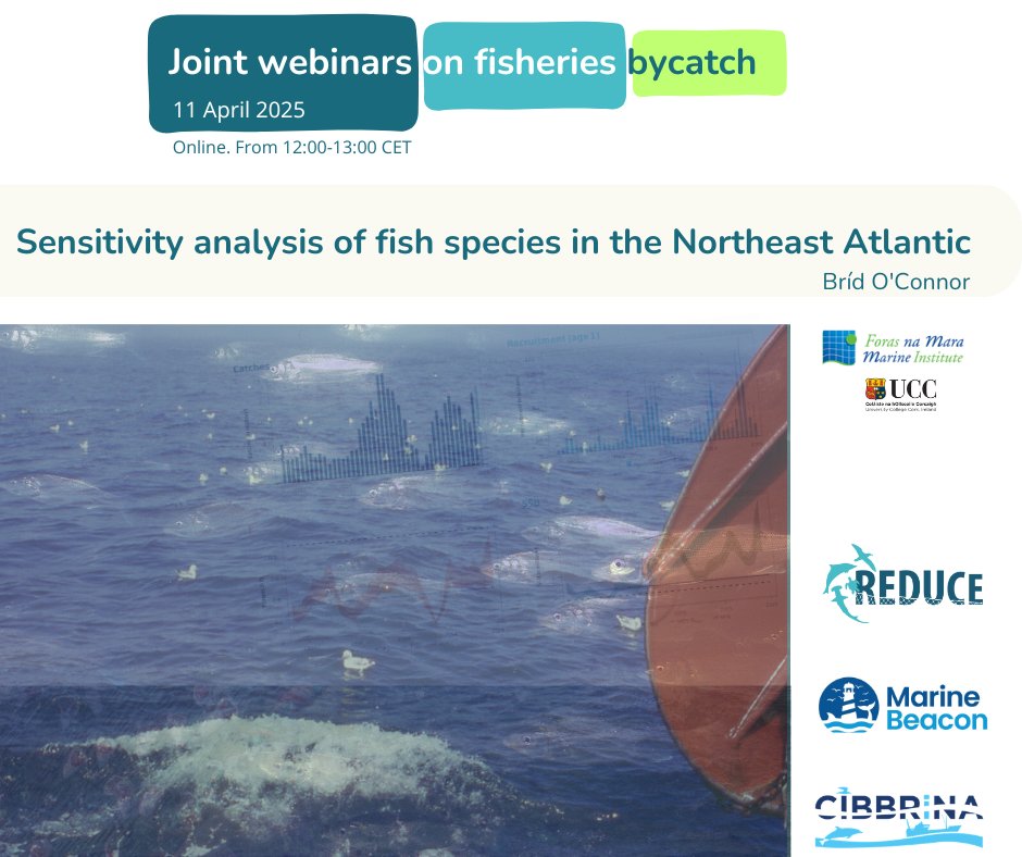 MarineBEACON_EU's tweet image. In this week&apos;s Joint Webinar, our own Bríd O’Connor (@MarineInst) presents a sensitivity analysis of Northeast Atlantic fish species, highlighting vulnerable species and gaps in protection. Looking forward to discussing her findings with @CIBBRiNA &amp;amp; @ReduceProject! 🇪🇺🦈 #Bycatch
