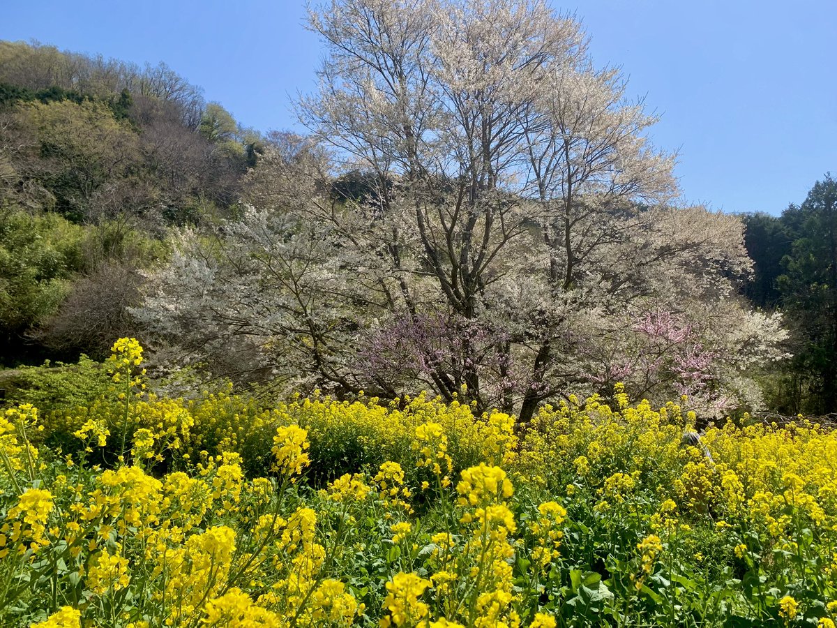 AlleinAdler's tweet image. 2025.4.9 塔ノ岳・表尾根〜大倉尾根
快晴の丹沢をめざしたものの、小田急線が人身事故で大遅延💦
泣く泣くタクシーでヤビツ峠へ向かいましたが、せっかくなので薄墨桜で途中下車🌸
入山が遅れたので終始ハイペースでしたが、芽吹きも始まった春の稜線を楽しく歩きました🍃