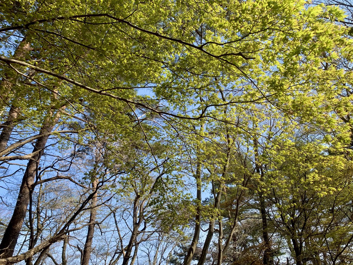 AlleinAdler's tweet image. 2025.4.9 塔ノ岳・表尾根〜大倉尾根
快晴の丹沢をめざしたものの、小田急線が人身事故で大遅延💦
泣く泣くタクシーでヤビツ峠へ向かいましたが、せっかくなので薄墨桜で途中下車🌸
入山が遅れたので終始ハイペースでしたが、芽吹きも始まった春の稜線を楽しく歩きました🍃