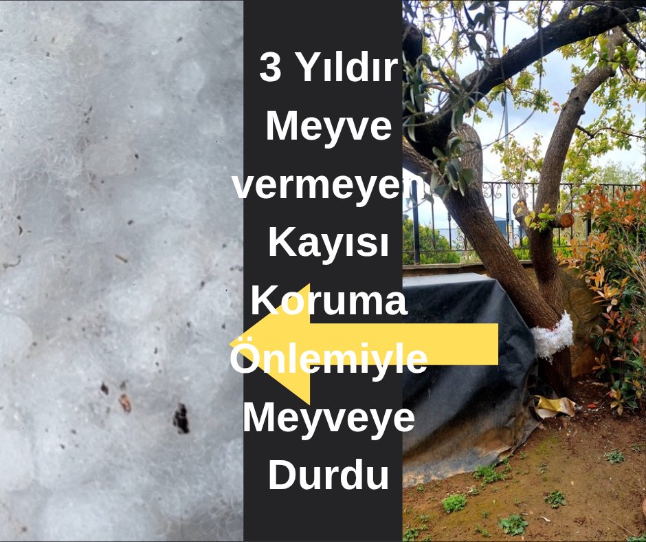 Uygun ve Vakti Zamanında Bakım ve Tedavi Yapıldığında Her Ağaç Ürün Verir.