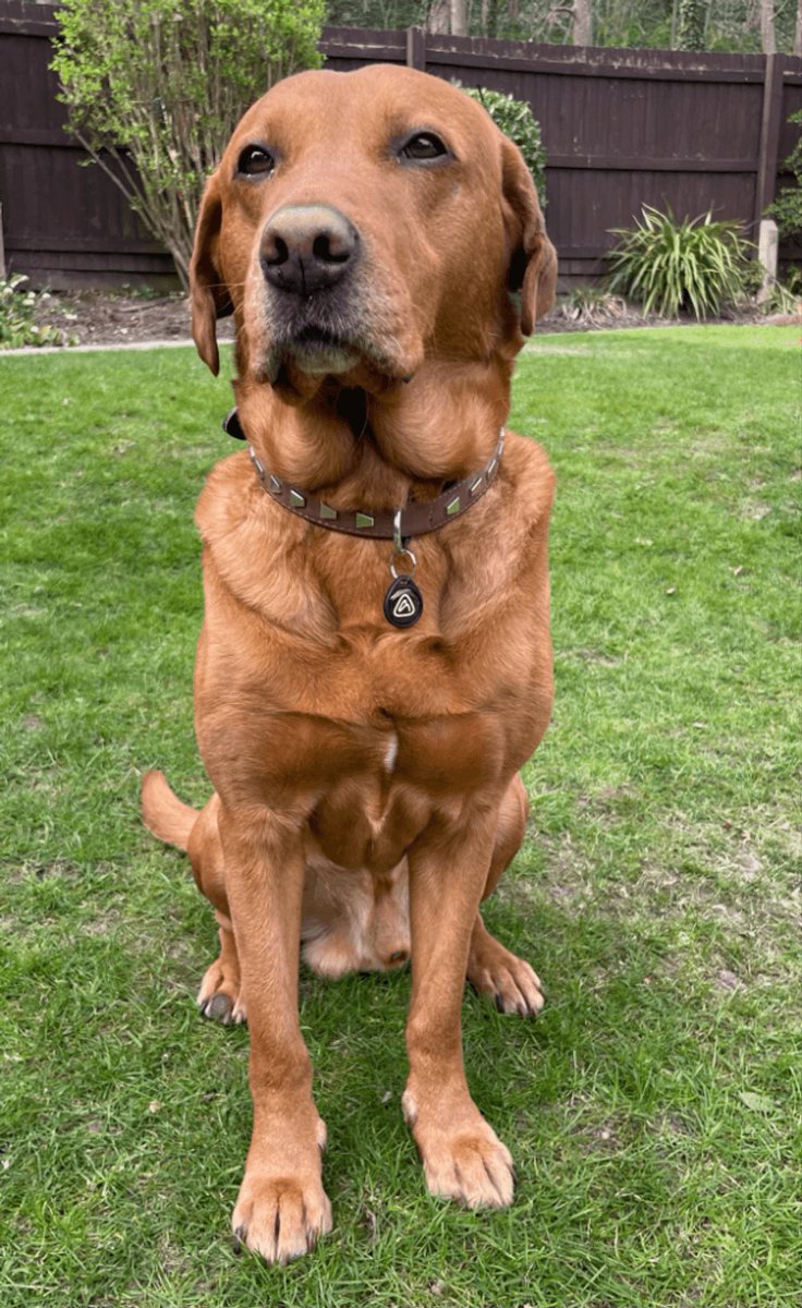 ApexiaGroup's tweet photo. 🐾 Thank you, Nicola, for sending in this adorable photo of Bear! 🐻 He’s absolutely beautiful and makes the APEXIA tag look so tiny 😍 We’re so happy to help keep him safe and stylish! 💙 #ApexiaTags #PetSafety #DogLife #CuteDogs #PetTags #DogsofInstagram #StaySafeWithApexia https://t.co/gjNfIbqqeF