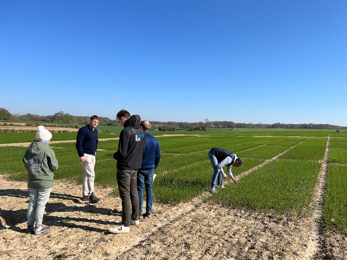 Cefetra's tweet photo. Our agronomists are visiting French linseed breeders to look at new material for the UK.
Running trials in both countries, making sure UK farmers get the best varieties for our soils and markets.
@PremiumCrops and Cefetra are always looking to provide fresh options to growers. https://t.co/MgqsHutfUf