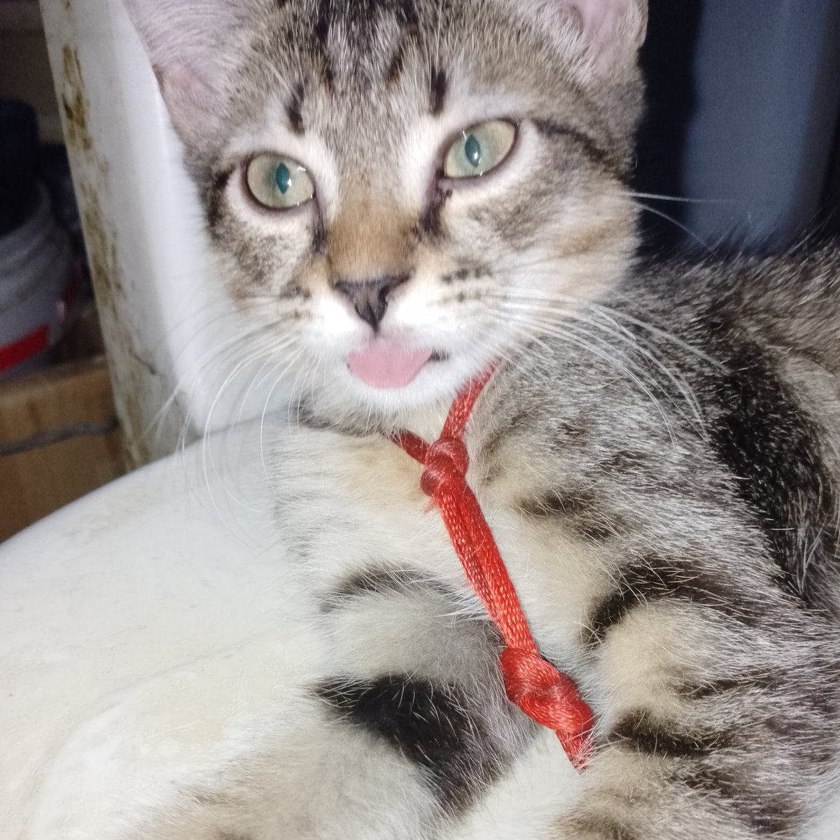 K A T A N A ⚔️ tweet media