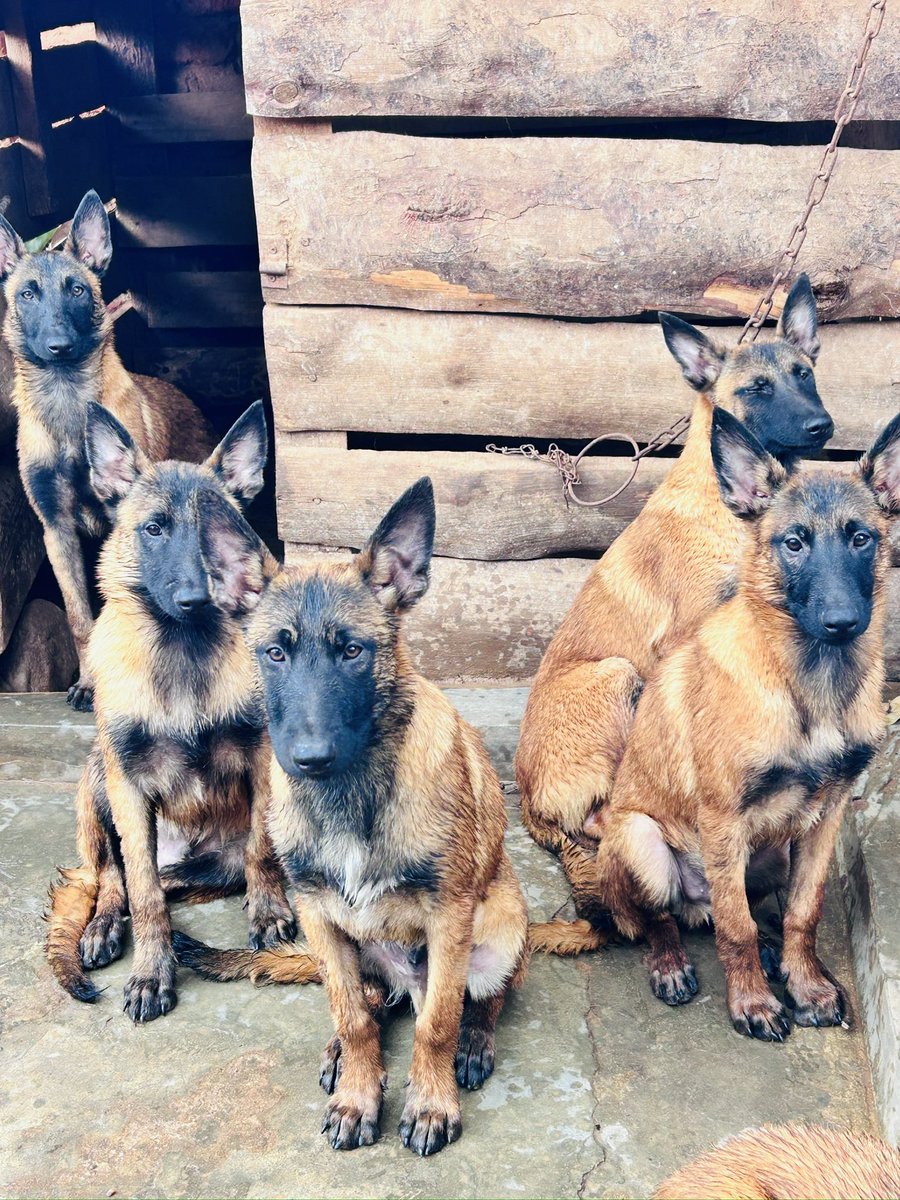 mikegdra's tweet photo. ‼️ Only 6 Belgian Shepherd Puppies Left ‼️

People are buying fast — don’t miss out!
These pups are loyal, smart, and perfect for protection or companionship.

✅ 4 Months Old
✅ Vaccinated &amp; Dewormed
✅ Healthy &amp; Vet-Checked

📍 Lilongwe
📞 Call/WhatsApp: +265884419706 https://t.co/kgfmIeEWzt