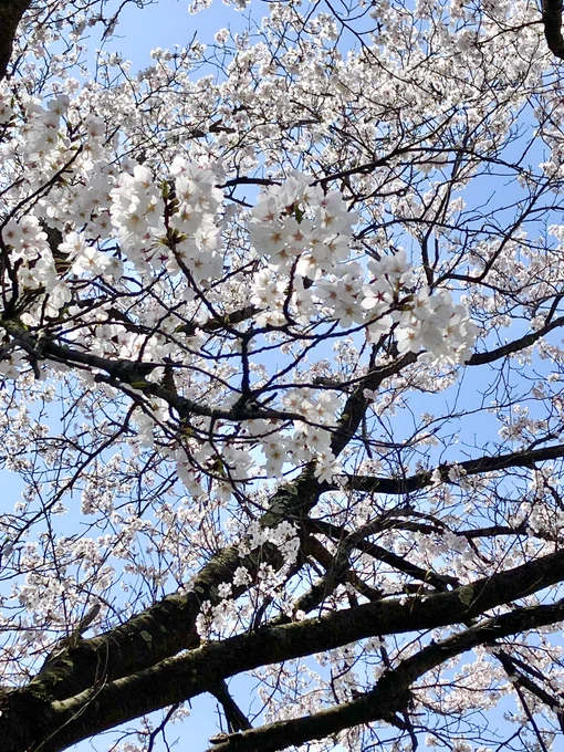 ついでに並木道通ってきた 