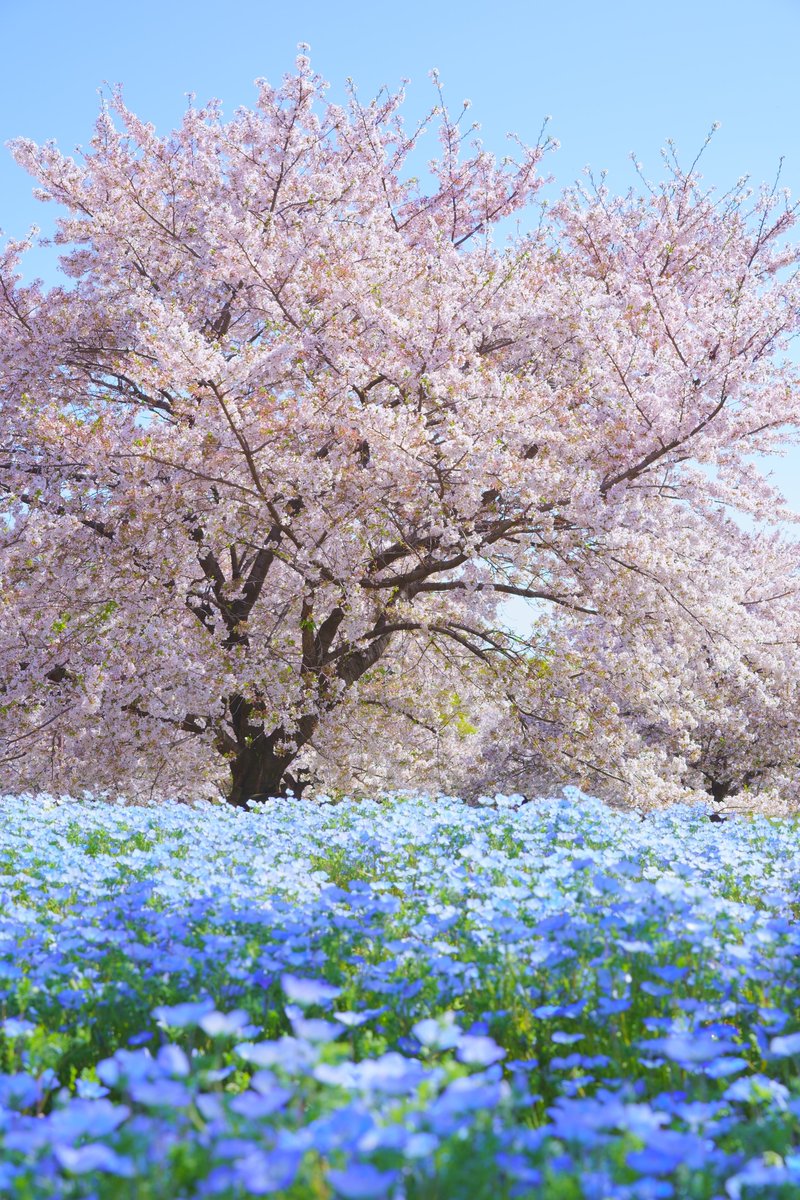 samidy_'s tweet photo. 青空に桜とネモフィラ春競演 https://t.co/lyWtlDDRVF