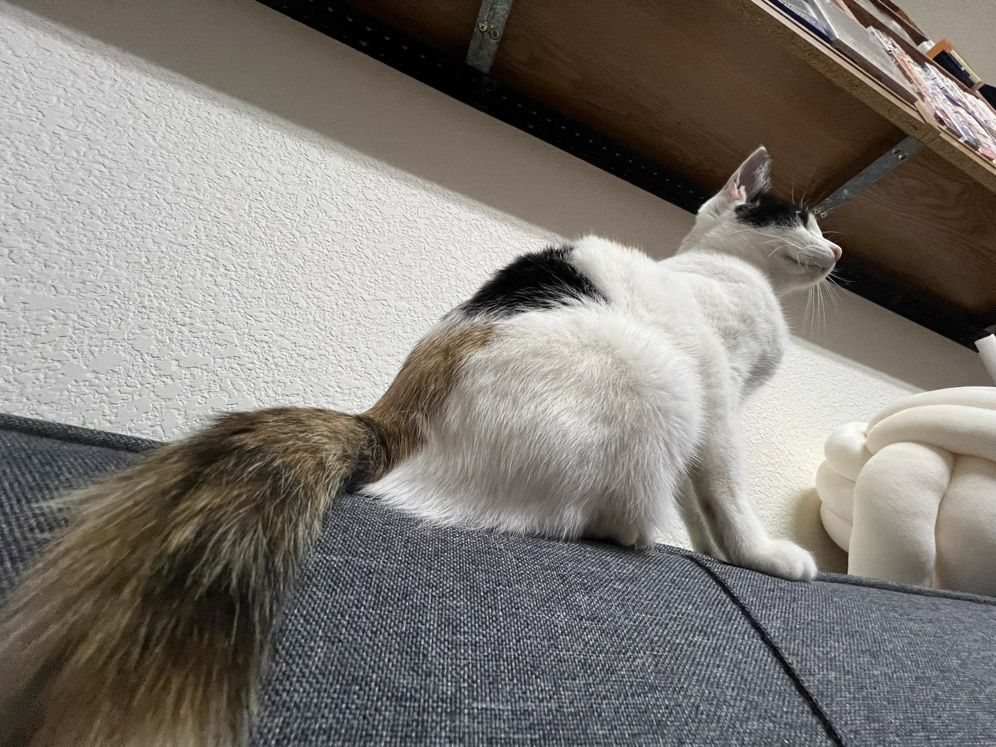 Kichiku Neko 鬼畜猫on X: 