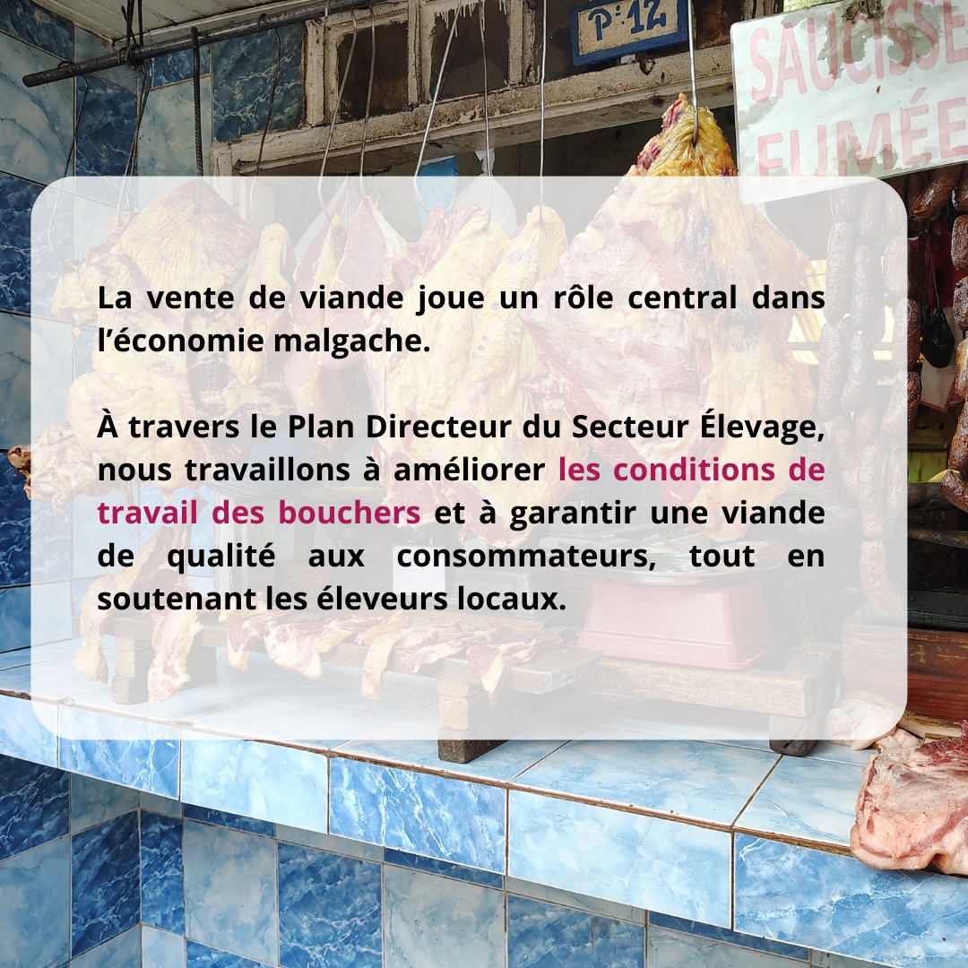 LMP_Madagascar's tweet photo. 🌵 À Ambovombe (Androy), les éleveurs innovent en utilisant le cactus pour nourrir leurs bovins face aux conditions climatiques difficiles. 💡 

#Résilience #InnovationRurale https://t.co/4FmzrigawR