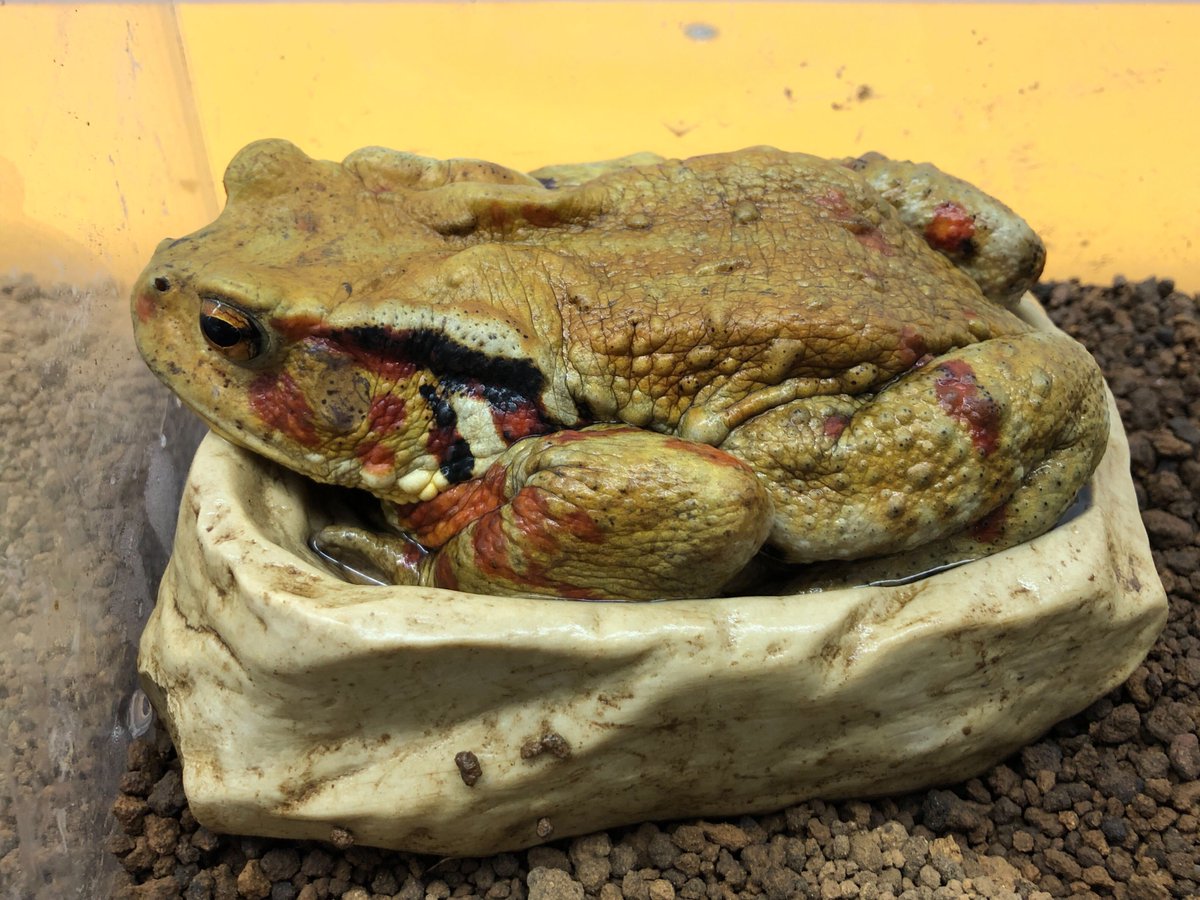 charm_reptiles's tweet photo. 今日もすっぽりハマっております。
#チャーム両生類 #アズマヒキガエル
#Bufo #japonicus #formosus https://t.co/98EA0o0c8B