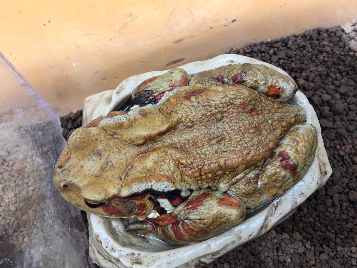 charm_reptiles's tweet photo. 今日もすっぽりハマっております。
#チャーム両生類 #アズマヒキガエル
#Bufo #japonicus #formosus https://t.co/98EA0o0c8B