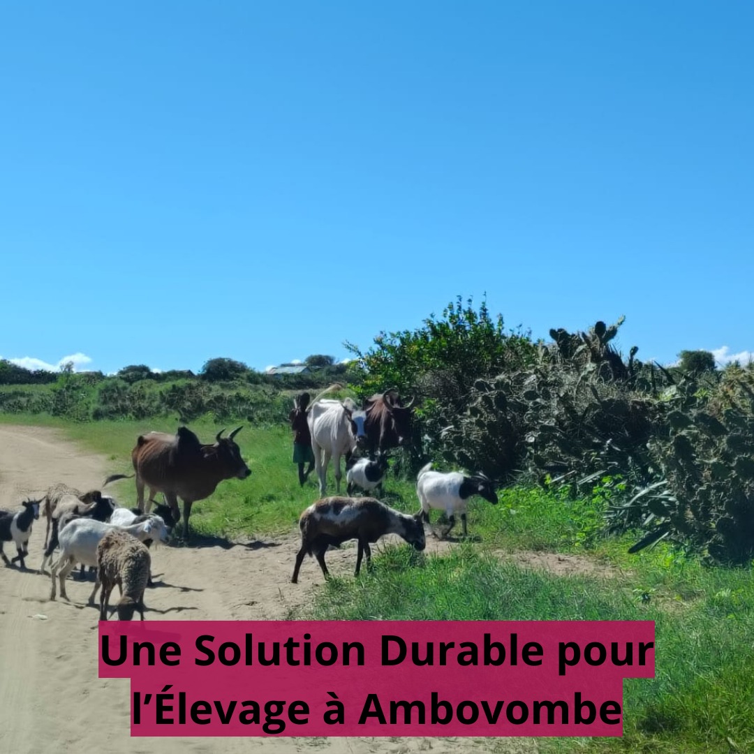 LMP_Madagascar's tweet photo. 🌵 À Ambovombe (Androy), les éleveurs innovent en utilisant le cactus pour nourrir leurs bovins face aux conditions climatiques difficiles. 💡 

#Résilience #InnovationRurale https://t.co/4FmzrigawR